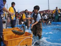 生簀で勢いよく跳ねている魚の写真