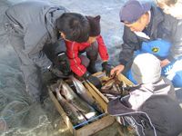 地面に置かれた魚の入った木箱を囲む男性4名の写真