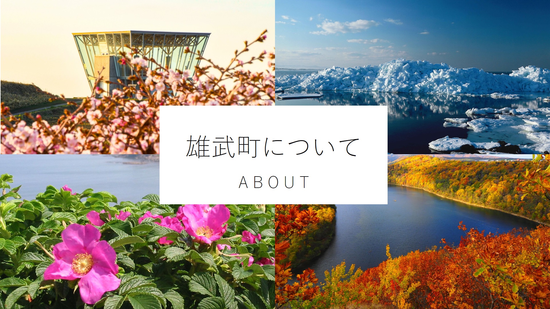 雄武町の四季(桜、ハマナス、紅葉、流氷)