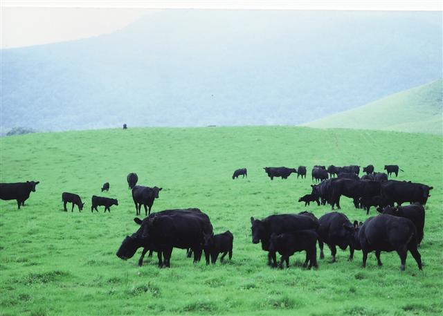 アンガス牛の放牧の様子