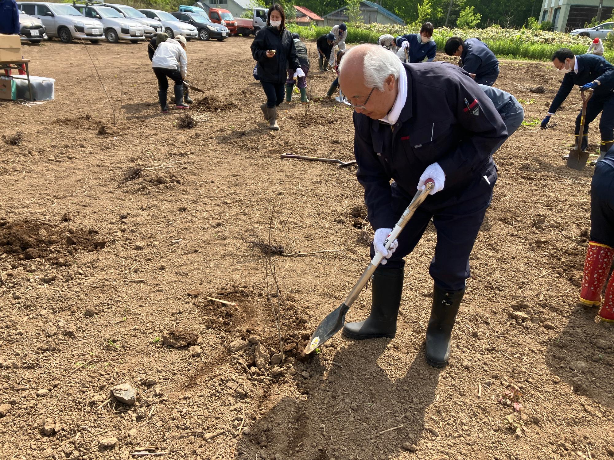 ミズナラの苗木を植樹する様子