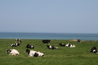 青空の下、芝生の上で寝転がる数頭の牛の写真