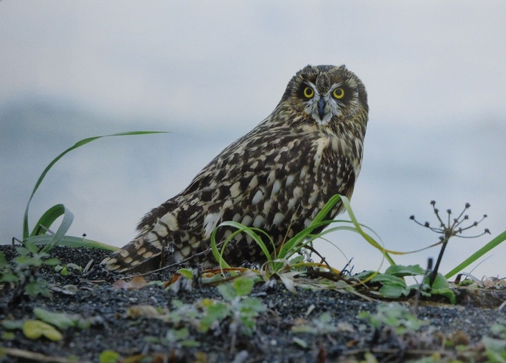 地面に立ちこちらに視線を向けている、凛々しいフクロウの写真