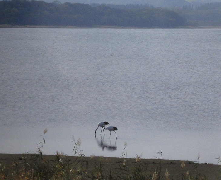コムケ湖の水辺に2羽の鶴がたたずんでいる様子の写真