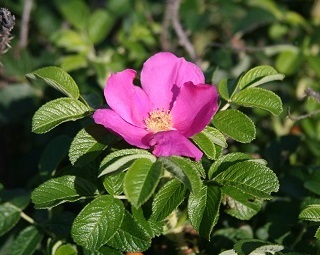 雄武町の町の花「ハマナス」の写真。ピンク色の花びらの花。