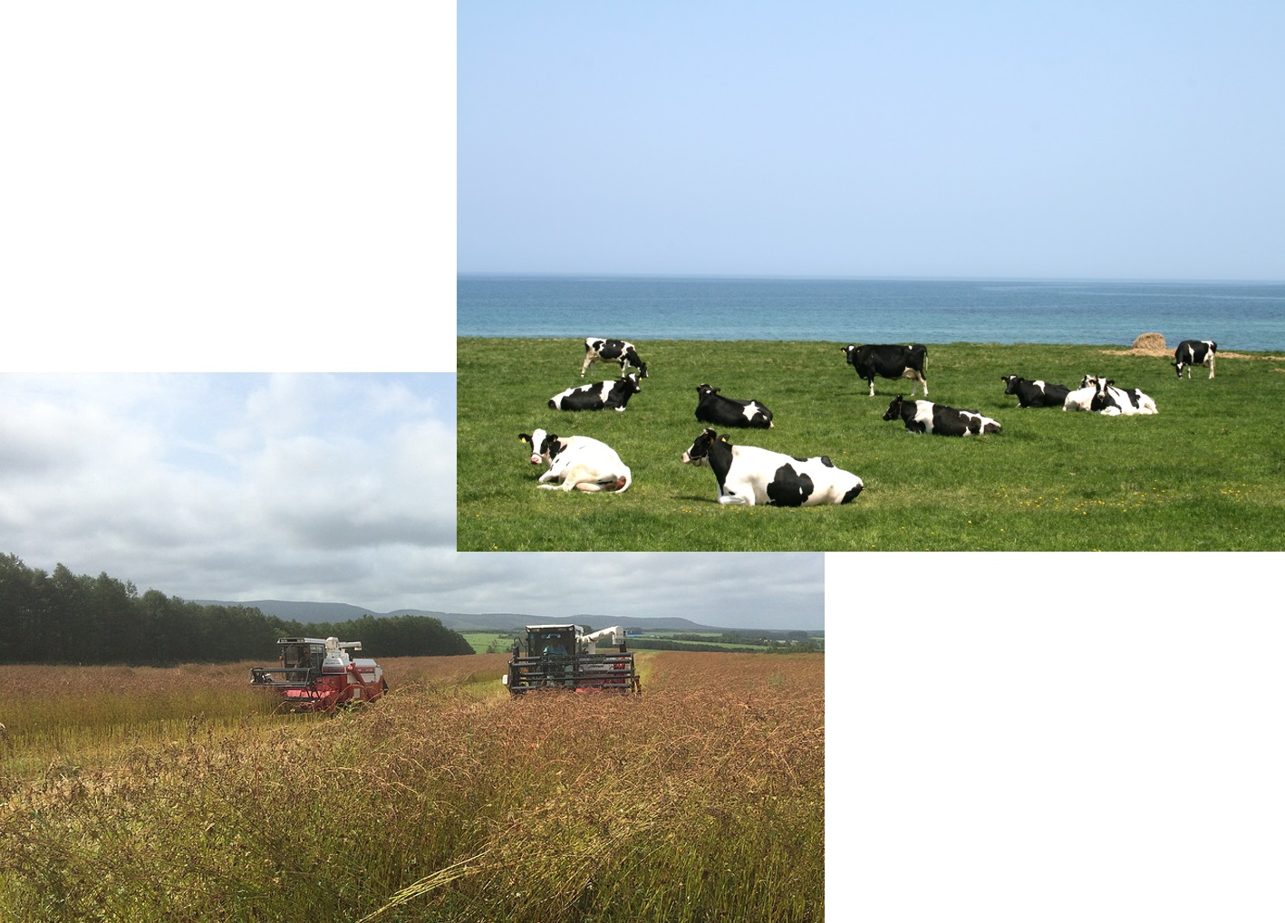 海を背景に牧草地で牛が座っている画像とコンバインが韃靼そばを収穫している画像